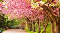 Cherry blossoms in Japan